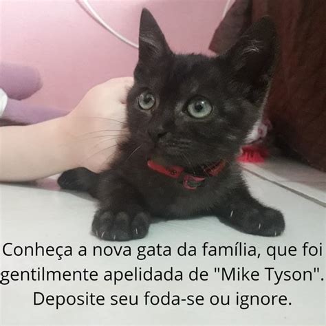 Conhe A A Nova Gata Da Fam Lia Que Foi Gentilmente Apelidada De Mike