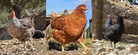 Diferencias Entre Razas De Gallinas Puras E H Bridas