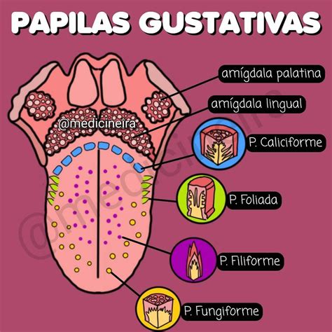 Tipos De Papilas Gustativas