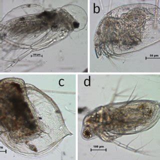 4 Cladocerans of Lake Kivu: Diaphanosoma excisum (a), Coronatella ...