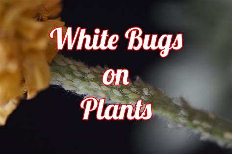 20 White Bugs on Plants (& How To Keep Them Away)