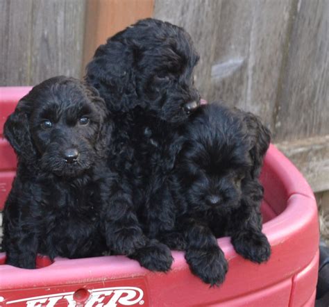 Black Puppies or Braves Bears? - Cute Labradoodles