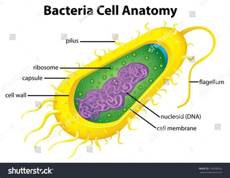 Prokaryotic Cell Structure