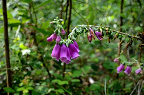 Bluebells Plant Flowers - Free photo on Pixabay - Pixabay