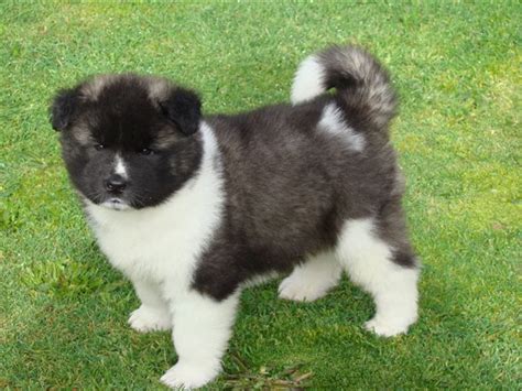 Cute American Akita Puppies Pictures ~ BLOG OF CUTE PUPPIES PICTURES