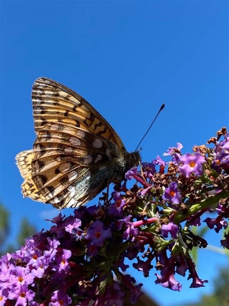 Photo Dark Green Fritillary Speyeria Aglaja Observation Org