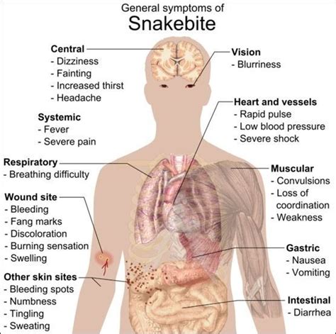 Hemotoxin - Alchetron, The Free Social Encyclopedia