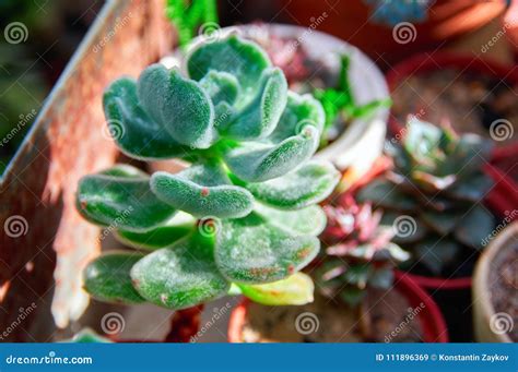 Beautiful Succulent Plant In The Morning Sun Juicy Thick Green Leaves