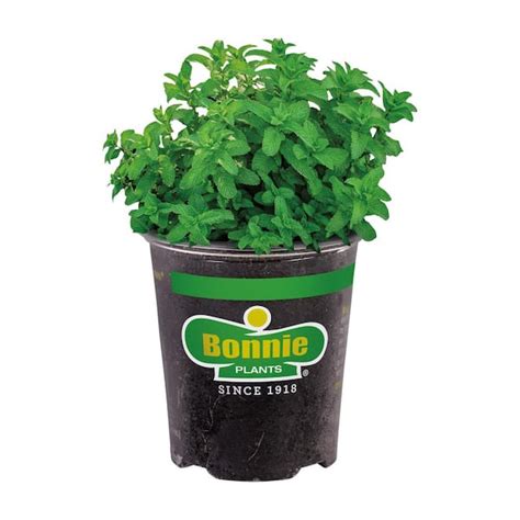 Bonnie Plants 19 Oz Lemon Balm Herb Plant 1003800487 The Home Depot