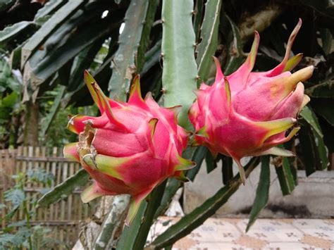 How To Induce Flowering In Dragon Fruit Hunker