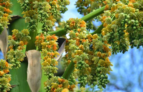 Qu Rbol Tarda A Os En Dar Frutos Nucleo Jardin