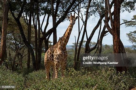 111 Nairobi Giraffe Centre Stock Photos, High-Res Pictures, and Images ...