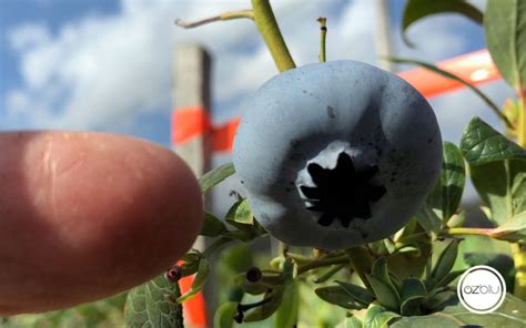 OZblu Breaks Guinness World Record With The Worlds Heaviest Blueberry