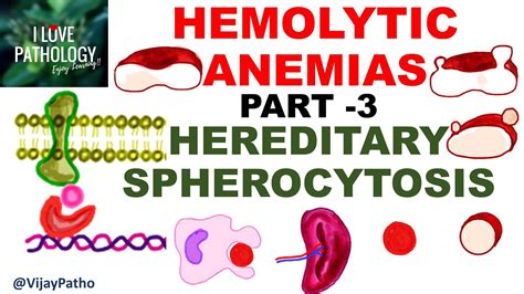 Hemolytic Anemias Part Hereditary Spherocytosis Youtube