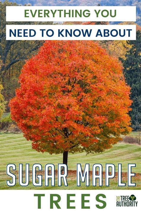 Sugar Maple Tree Facts Acer Saccharum Maple Tree Maple Tree