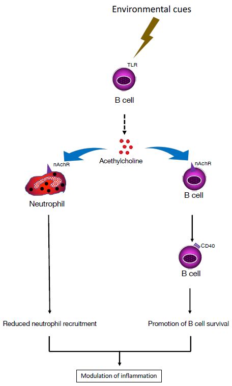 B Cell Mediated Cholinergic Modulation Of Inflammation B Cells Express Download Scientific