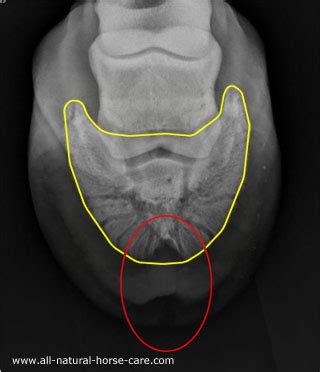 Horse Hoof Cracks - What causes them?