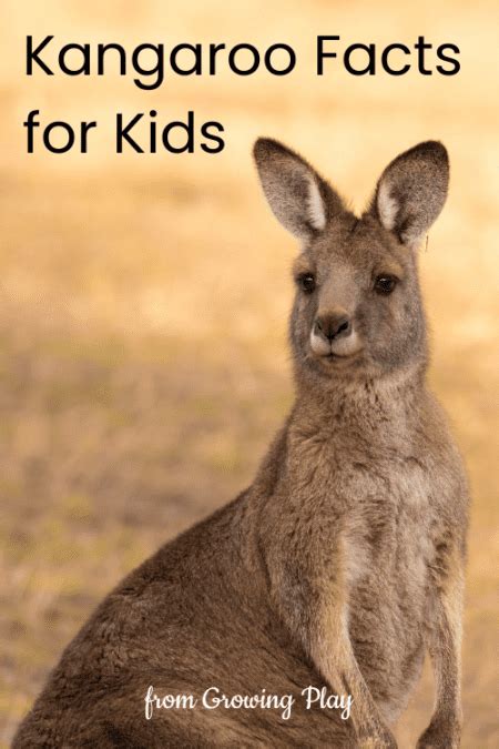 Kangaroo Facts For Kids Growing Play