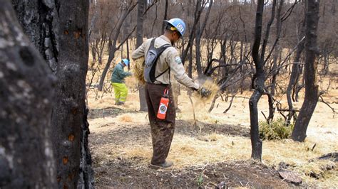 Carr Fire Recovery & Erosion Control | California Conservation Corps