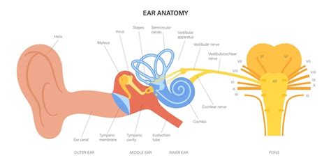 Agregar Dibujo Del Aparato Auditivo Mejor Camera Edu Vn