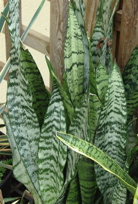 Dracaena Trifasciata Snake Plant Growing Guide