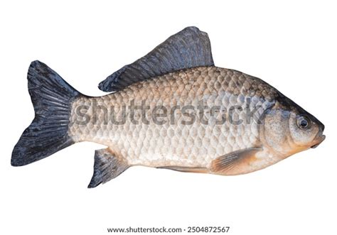 crucian carp fish isolated  white stock photo  shutterstock