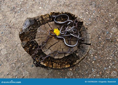 Old Shackles On A Stump Old Shackles Attached To The Chain To The Log