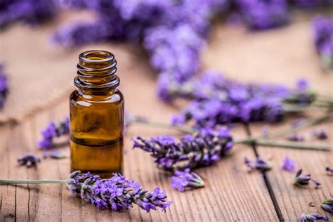 Is Lavender Safe For Cats Great Pet Care