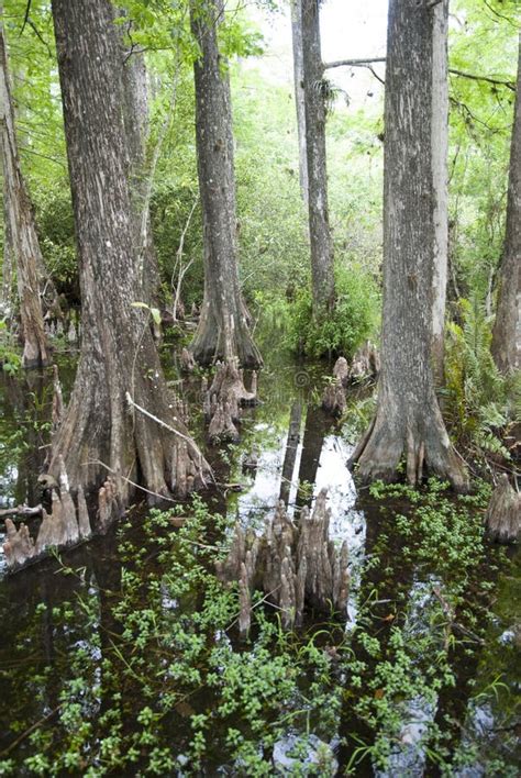 Florida S Swamp Stock Photo Image Of Water Wood Tropical 14075628