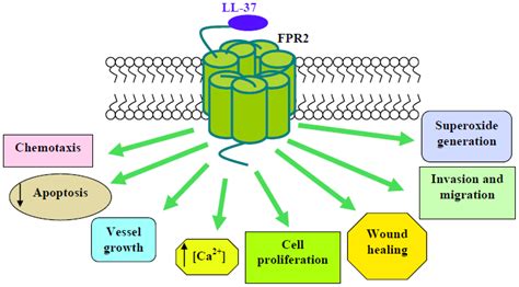 Ijms Free Full Text Distinct Signaling Cascades Elicited By