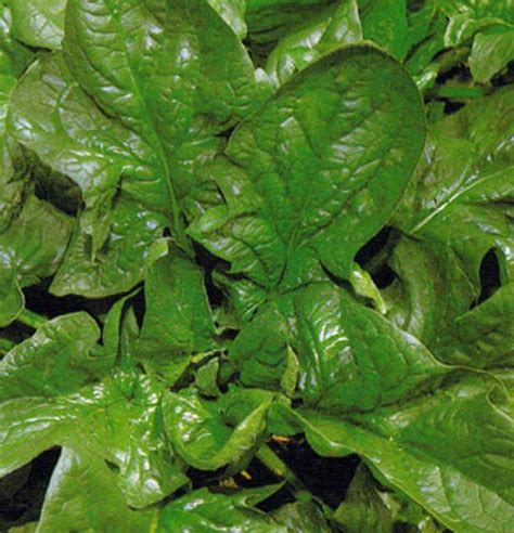 Spinach Orach Archives Dave S Seed