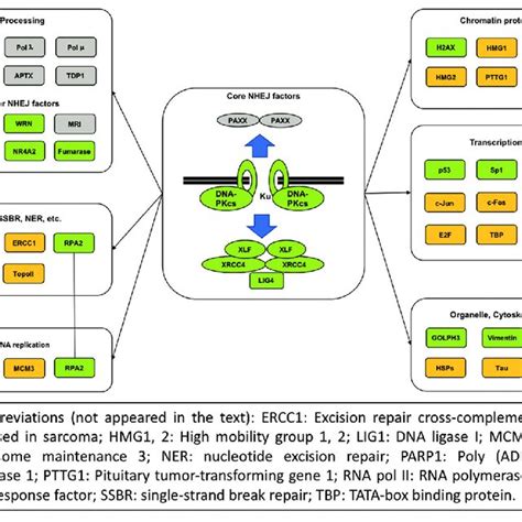 In Vitro And In Cellulo Substrates For DNA Dependent Protein Kinase