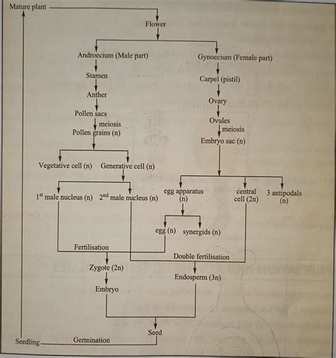 Observe The Given Below Flowchart Which Representing Sexual 52 Off