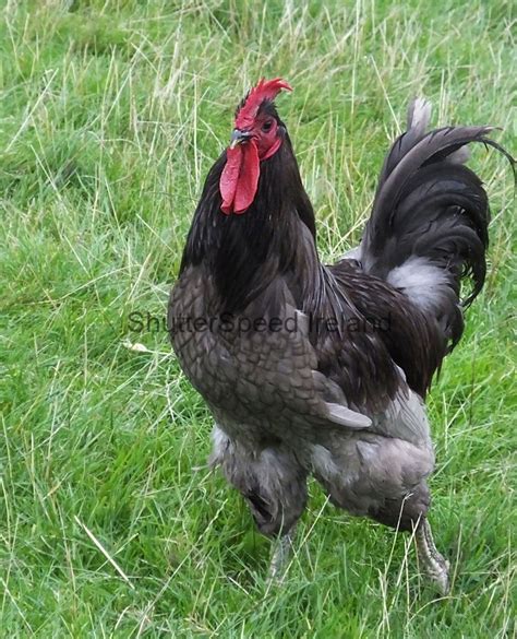 Jersey Giant Rooster And Hen 2 Stock Photo Shutterspeed Ireland