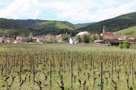 A Vineyard In The Middle Of A Small Town