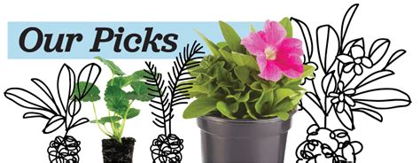 Ferry Morse Home Gardening Plantlings Picks Now Available To Ship