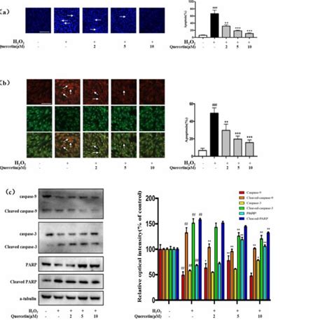 Quercetin Alleviated H2o2 Induced Kgn Cells Apoptosis Via The Caspase