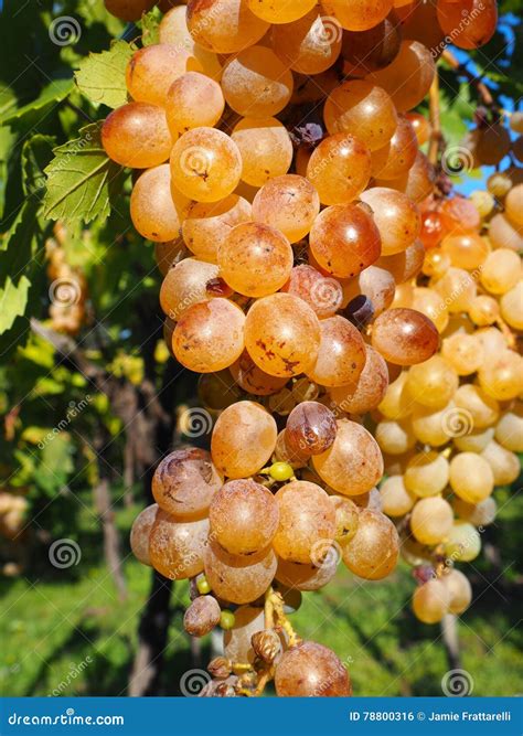 Organic Grapes stock photo. Image of vines, imperfect - 78800316