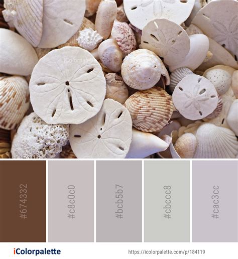 Color Palette Ideas from Seashell Material Image | iColorpalette