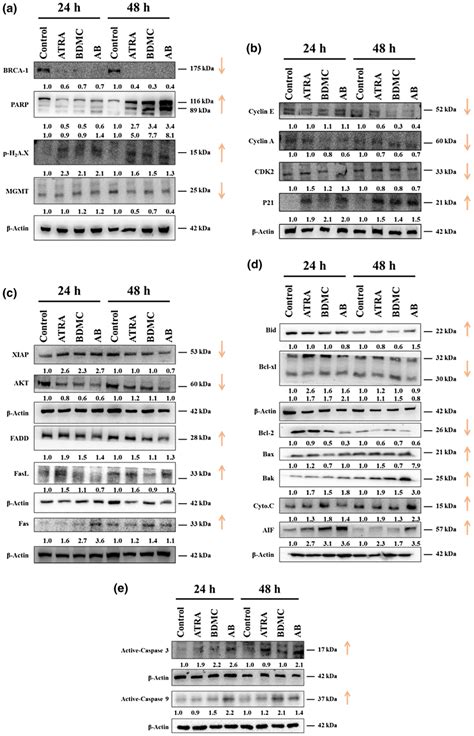 The Effects Of Atra Bdmc And Their Combination On Dna Damage And Cell