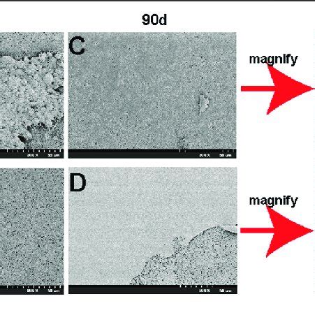 Scanning Electron Microscopy Showing The Morphology Of Unmodified