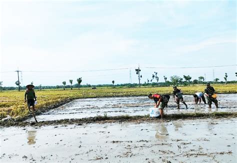 Antisipasi Darurat Pangan Nasional ANALISA JATIM