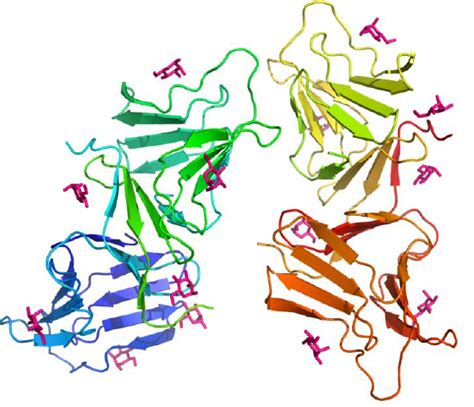 1 Structure of Allium sativum agglutinin (ASAL) | Download Scientific Diagram