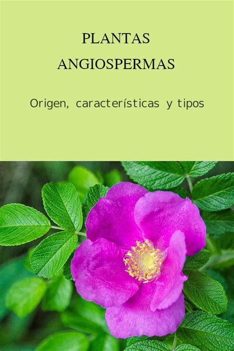 Plantas Angiospermas Qu Son Caracter Sticas Y Ejemplos Artofit