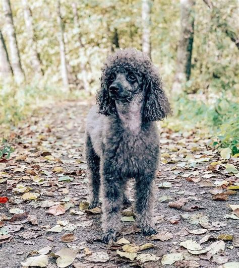 Moyen Poodle: What Makes This Medium Furball Stand Out?