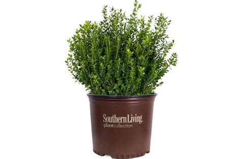 Evergreen Shrubs For Shade Top 17 Choices Plantingtree Shade Shrubs Evergreen Shrubs Shrubs