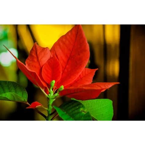 Poinsettia Care Tips - for Poinsettia Gardening