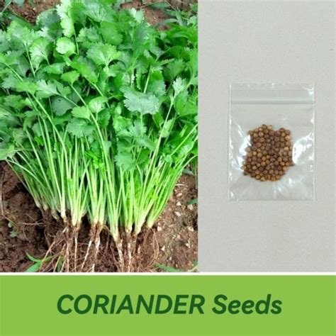 Coriander Seeds Wansoy Caribe Shopee Philippines