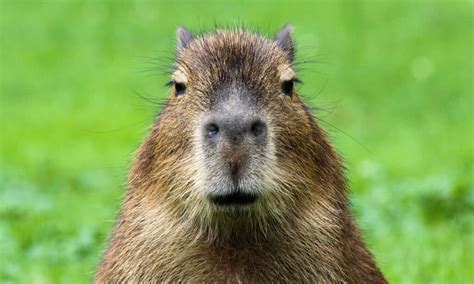 Capybara Poop: Everything You've Ever Wanted to Know - A-Z Animals