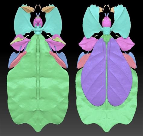 3D model Walking Leaf Insect Phylliidae VR / AR / low-poly | CGTrader